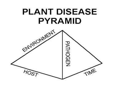Figure 1. Disease pyramid.